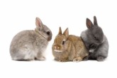 Прививки кроликам в домашних условиях