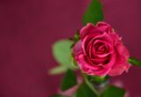 Нежность розы, секреты и применения цветка